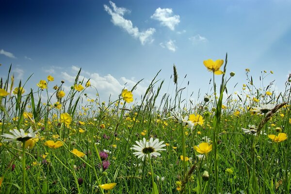 Radura con fiori su uno sfondo di cielo blu