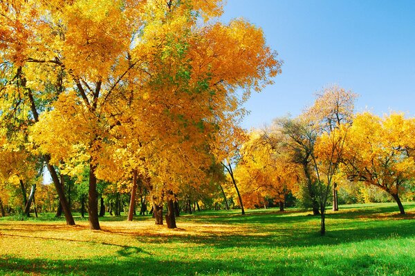 On the still half-ripe grass there is a yellow autumn forest