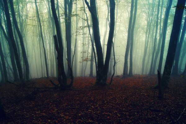 Nebbia nella foresta, natura piacevole alla vista