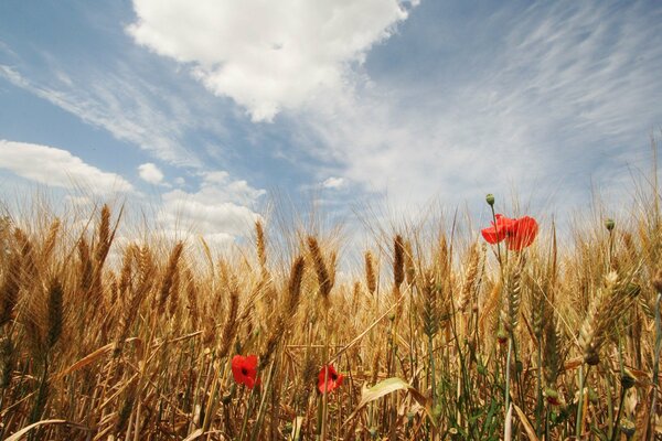 Mohn und Weizen, ein Aufstand von Sommerfarben am Himmelshintergrund