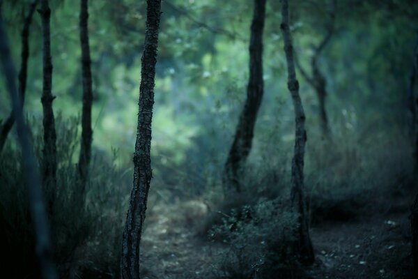 Forêt nature et troncs et écorce