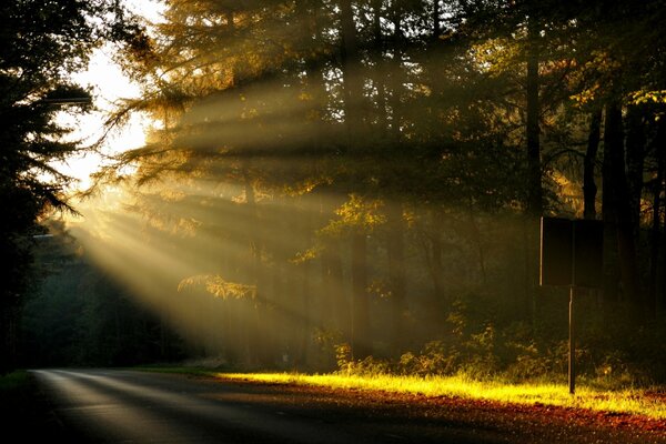 Mattina nella foresta, la natura si sveglia