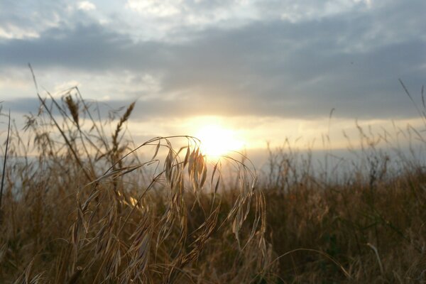 DAWN IN THE FIELD WHERE THE EARS GROW