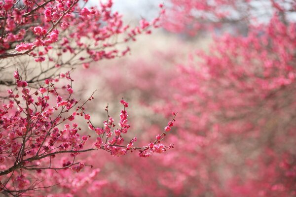 Zweig der blühenden roten Sakura