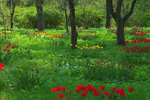 Tulipany i pnie drzew ogród na wiosnę