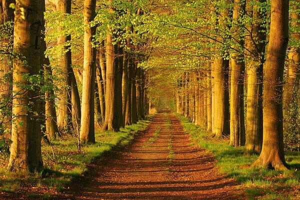 Longue allée et forêt verte