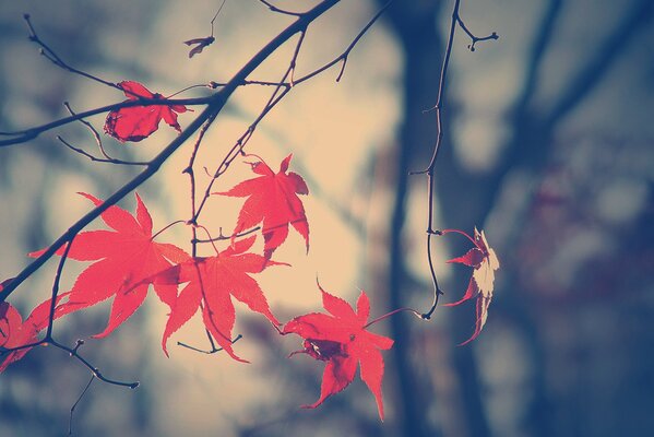 Rama con hojas rojas en otoño