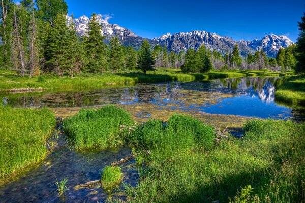 Fiume vicino erba foresta alto cielo rocce nella neve