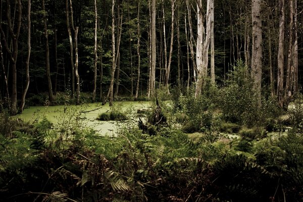 Un marécage effrayant au milieu d une forêt sombre