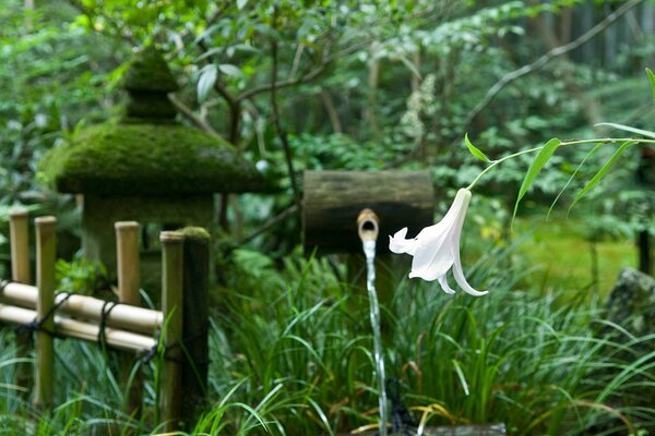 Flower- Lily on the dacha