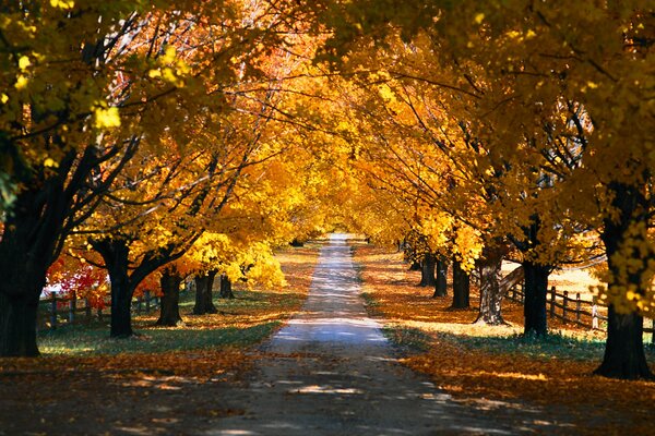 Allée d automne avec des feuilles mortes