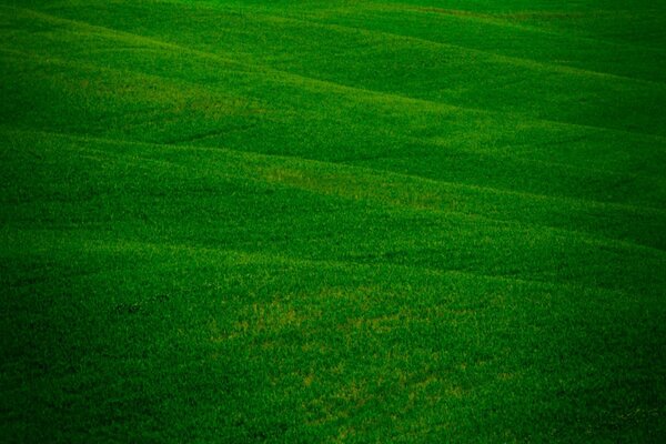 Erba verde su un enorme campo