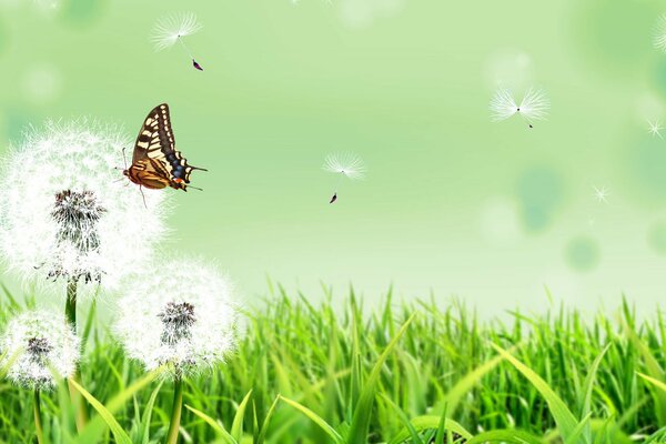 A butterfly flies over a dandelion on over the grass