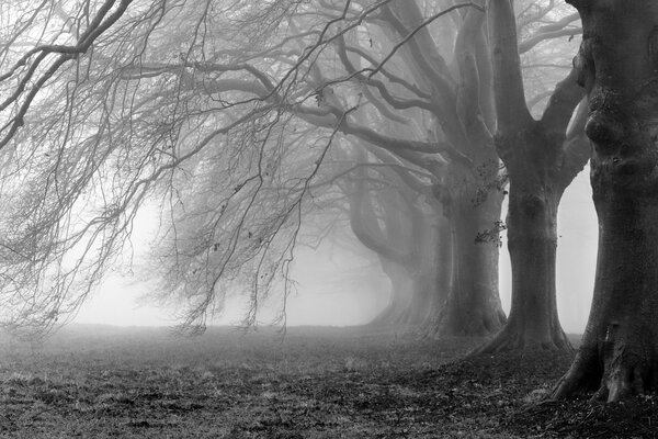 Bosque gris. Árboles centenarios