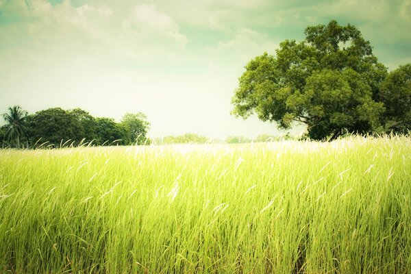 A field with tall green grass and trees