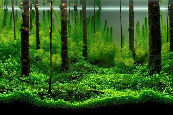 L insolita bellezza delle alghe dell acquario