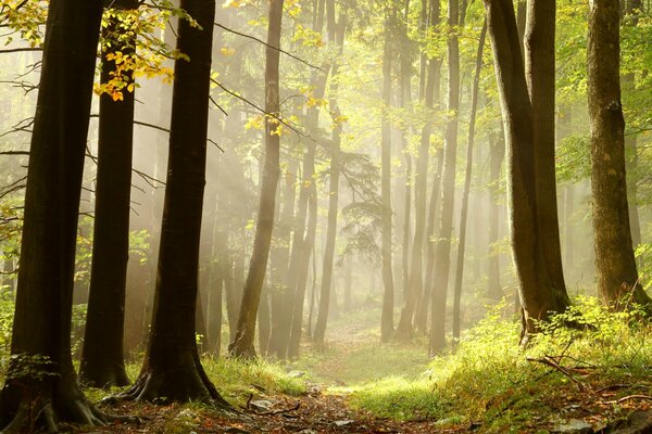 Die Sonnenstrahlen waten durch die Bäume