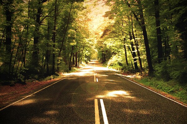 Route entre les arbres dans la forêt