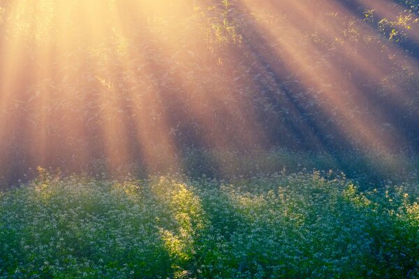 Morning sunny glade in the forest