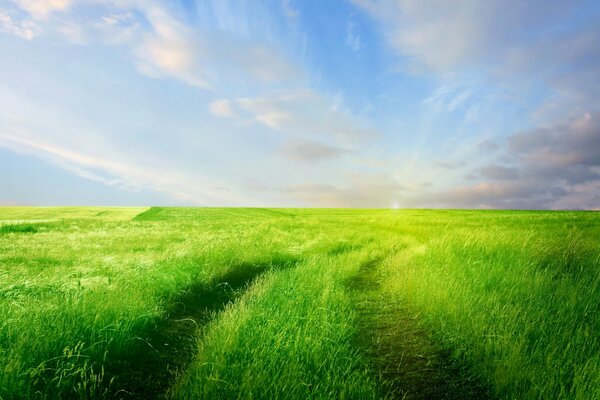 The road through the green field