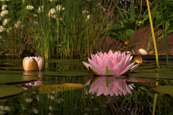 Pink water lilies bloom on the lake