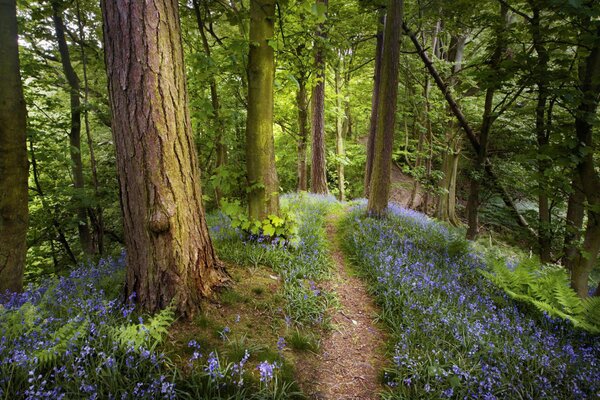 Ein Waldweg. Der Frühling ist gekommen