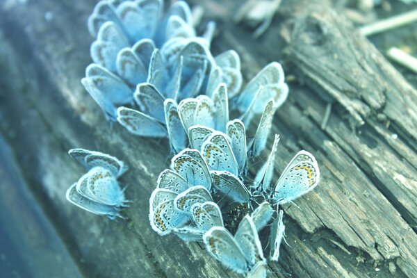 A cluster of butterflies on an old log near the water