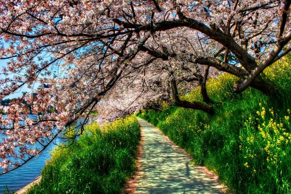 Cherry blossoms in the park