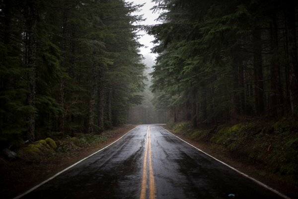 Route au milieu de la forêt de pins