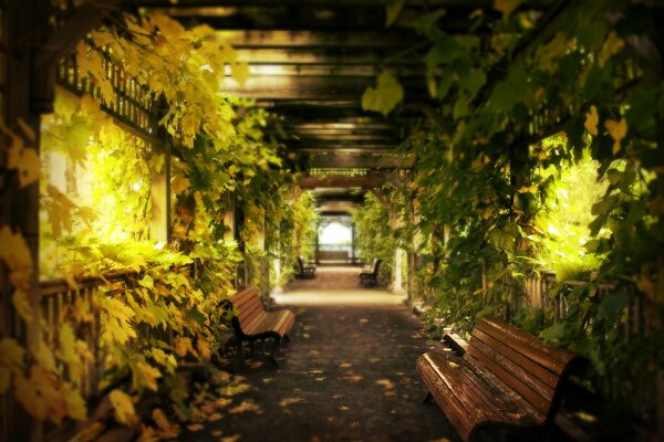 Corridor of grape leaves with benches