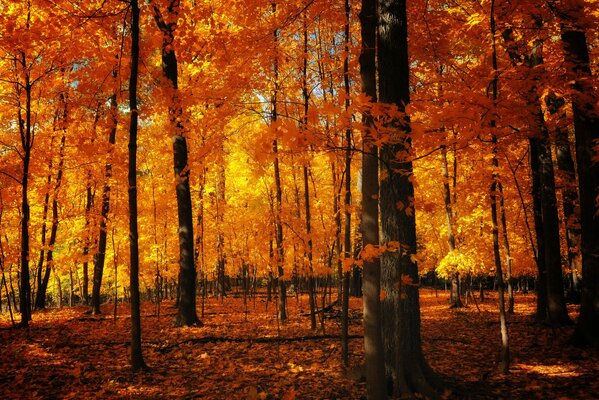 Bosque naranja en otoño. Follaje