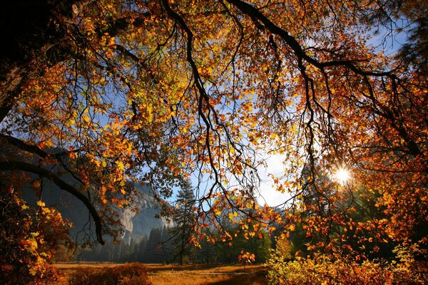 The branches of the tree beautifully let in the rays of the sun