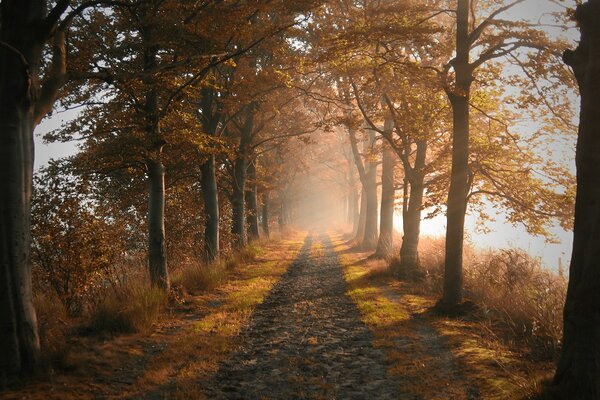 Herbstpfad durch den roten Wald