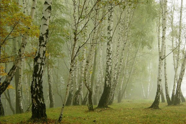 Bosque de abedul brumoso. Naturaleza en todo su esplendor