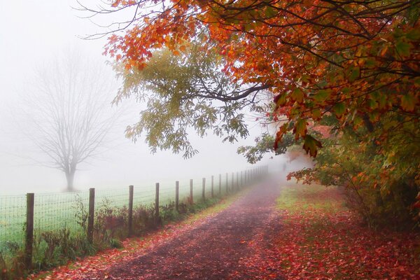 Uomo che cammina nel parco d autunno