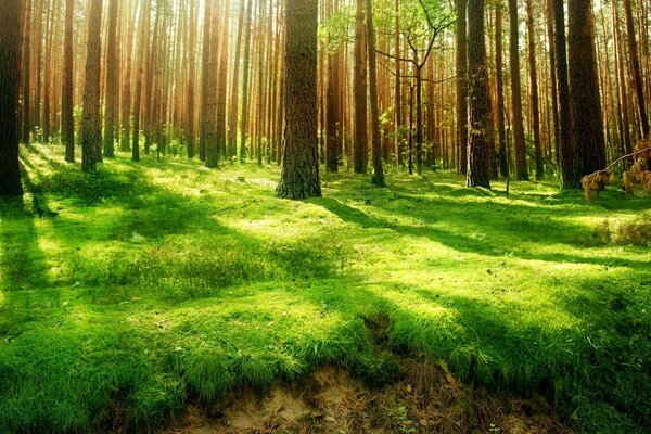 EIN KIEFERNWALD, DER SONNENLICHT DURCH DIE BÄUME ZIEHT