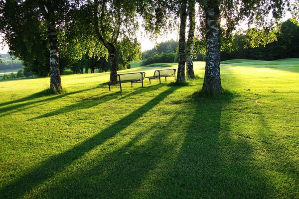 Journée ensoleillée dans le parc avec des bancs sur la pelouse