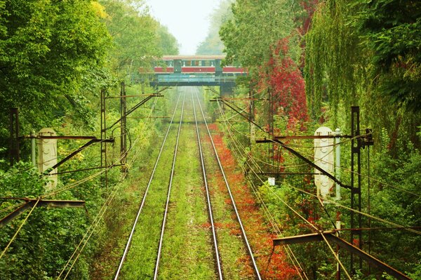 Ferrocarril a través de un bosque denso