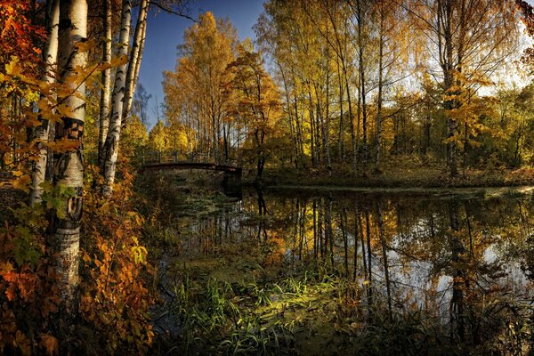 The autumn forest is reflected in the river