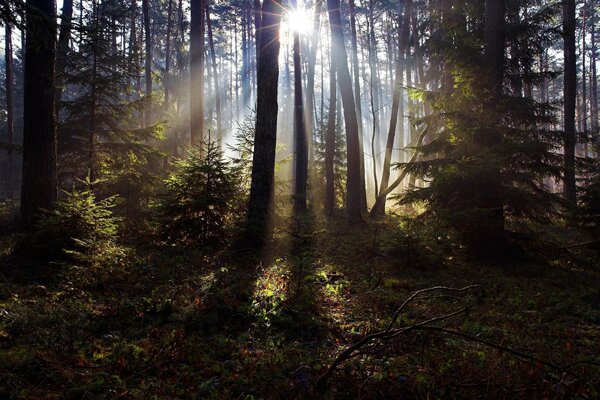 Raggi di sole attraverso pini e abeti nella foresta