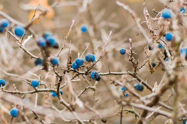 Im Spätherbst frische Blaubeeren