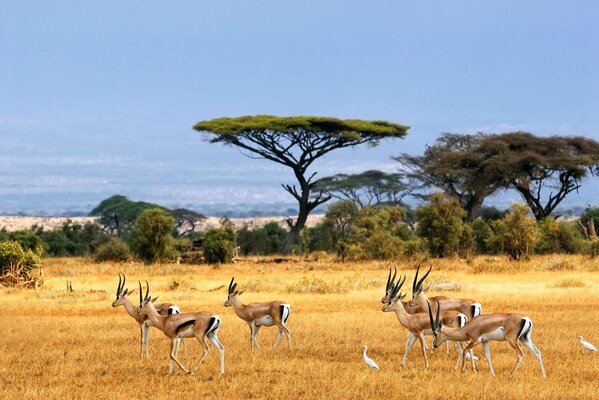 Antelopes on the savannah pasture in Africa