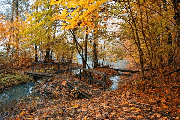 La nature brûle avec des couleurs ardentes