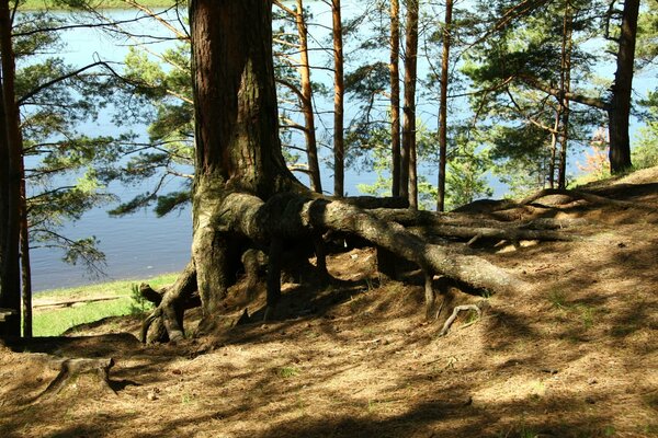 Grandes racines d un arbre dans une forêt de pins