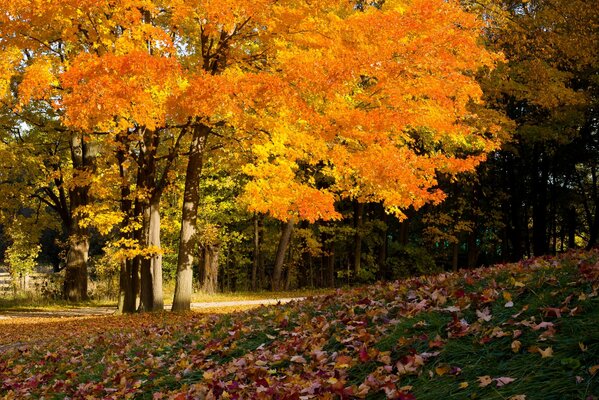 Couleurs de feuillage d automne sur les arbres