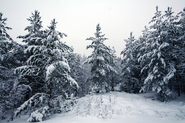 The trees in the forest rolled up in a blanket of snow