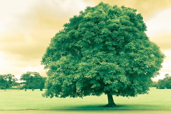 A big green tree in the field