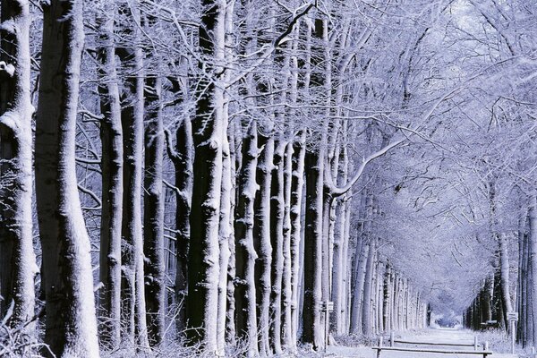 Winter park with tall trees