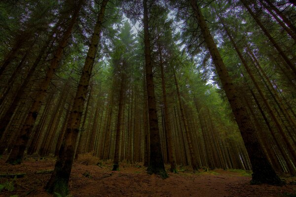 Paesaggio foresta al crepuscolo. Serata