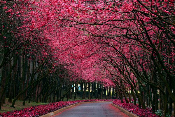 Allée entourée de cerisiers en fleurs